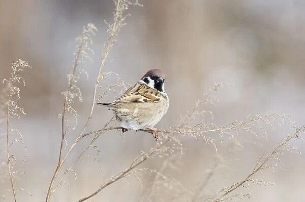 02452dt. Tree Sparrow Passer montanus Norfolk UK winter