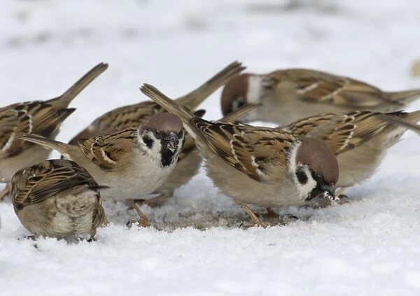 02456dt. Tree Sparrow Passer montanus flock feeding on seed in snow Norfolk UK winter