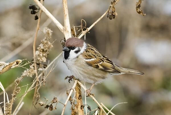 02460dt. Tree Sparrow Passer montanus Norfolk UK winter