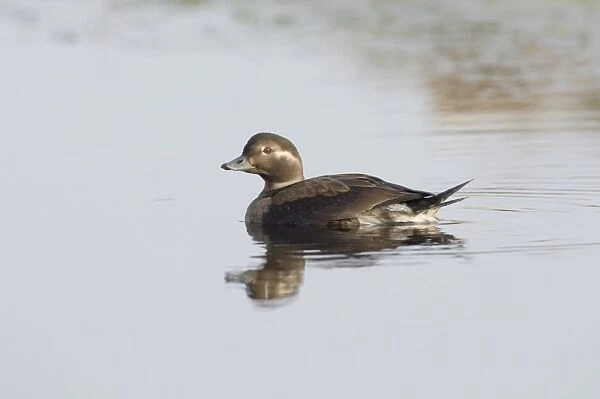 02462dt. Long-tailed Duck Clangula hyemalis juvenile Norfolk October