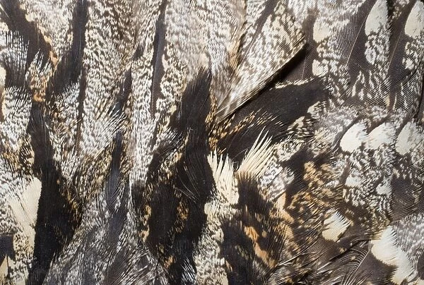 02467dt. Nightjar Caprimulgus europaeus close up of feathers on mantle of bird