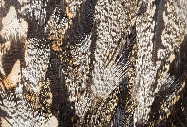 02468dt. Nightjar Caprimulgus europaeus close up of feathers on mantle of bird