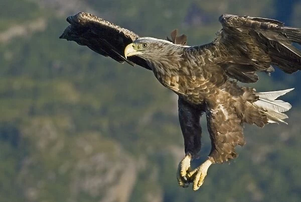 02563dt. White-tailed Eagle (Sea Eagle) Haliaeetus albicilla adult Norway July