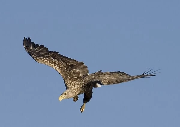02566dt. White-tailed Eagle (Sea Eagle) Haliaeetus albicilla adult Norway July