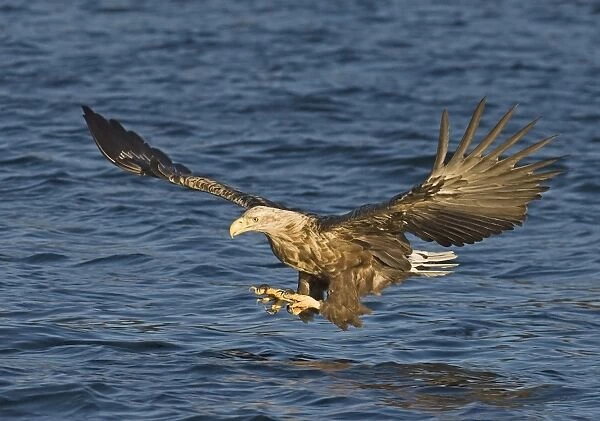 02567dt. White-tailed Eagle (Sea Eagle) Haliaeetus albicilla adult Norway July