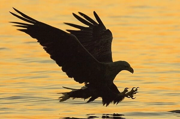 02568dt. White-tailed Eagle (Sea Eagle) Haliaeetus albicilla about to snatch fish