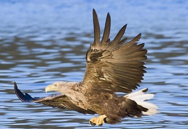 02572dt. White-tailed Eagle (Sea Eagle) Haliaeetus albicilla about to snatch fish
