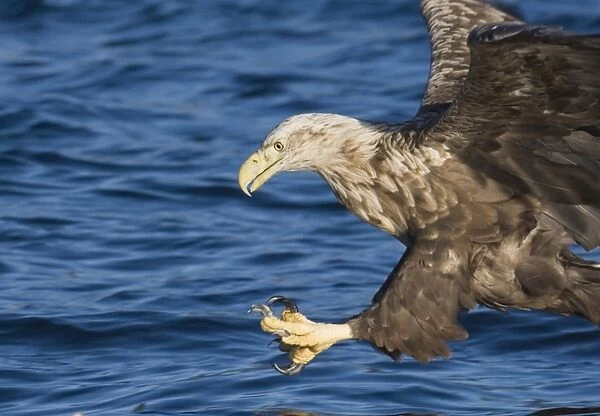 02573dt. White-tailed Eagle (Sea Eagle) Haliaeetus albicilla about to snatch fish