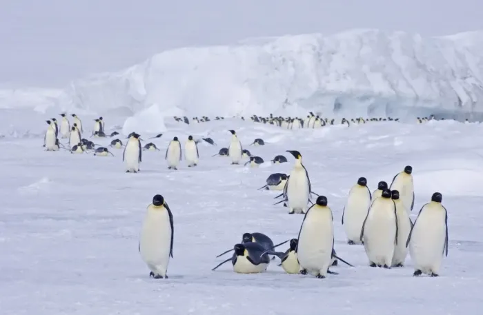 Framed Print : 02585dt. Emperor Penguins Aptenodytes forsteri on the march to the sea Framed Print : 02585dt. Emperor Penguins Aptenodytes forsteri on the march to the sea