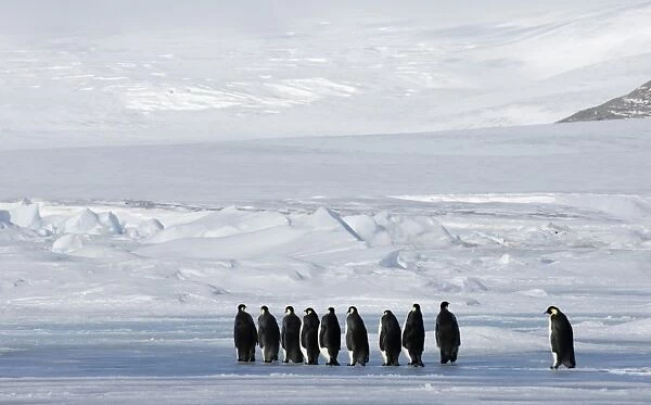 02598dt. Emperor Penguins Aptenodytes forsteri on the march to the sea