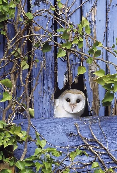 02673dt. Barn Owl Tyto alba peering from barn door Kent UK