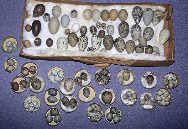 02808dt. Historic collection of British Birds eggs belonging to British Museum
