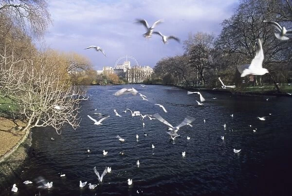 02819dt. Black-headed Gulls in St James Park London winter