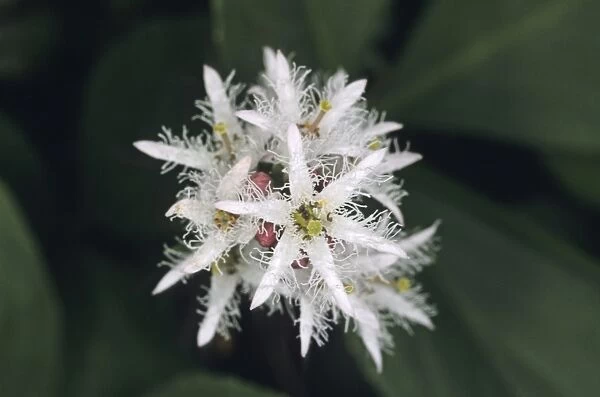 02854dt. Close up of flower of Bogbean
