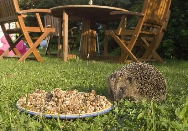 02855dt. Hedgehog in garden Norfolk summer