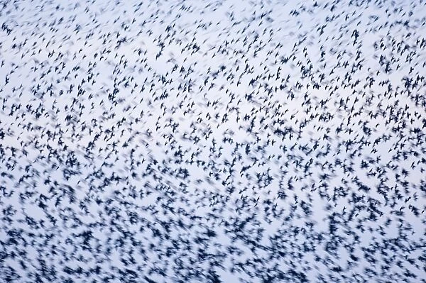 02857dt. Starlings Sturnus vulgarus in roosting flock Minsmere RSPB Reserve winter