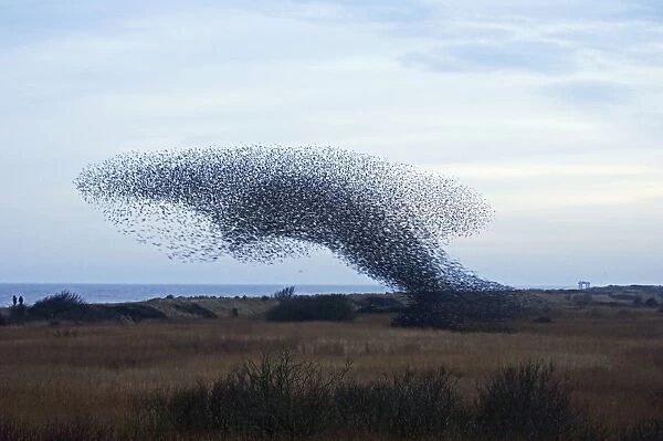 02860dt. Starlings Sturnus vulgarus in roosting flock Minsmere RSPB Reserve winter