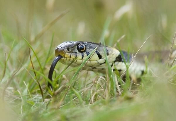 02866dt. Grass Snake Norfolk summer