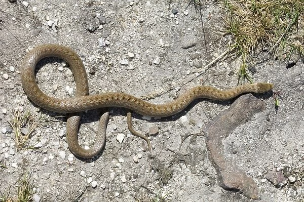02867dt. Smooth Snake Dorset summer