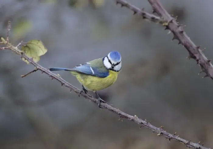 Framed Print : 02875dt. Blue Tit UK winter Framed Print : 02875dt. Blue Tit UK winter