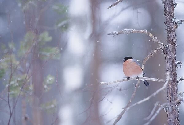 02878dt. Bullfinch male in winter Scotland