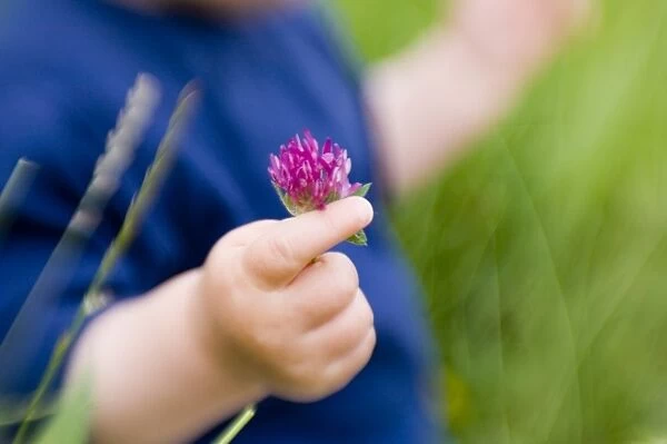 10 month old boys hand clutching clover, UK, summer