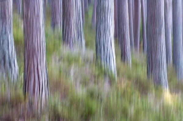 Abstract of Caledonian Pine Forest Abernethy Scotland
