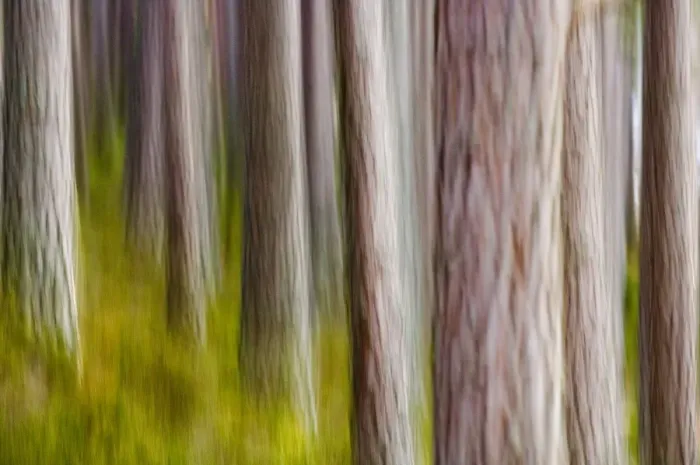Framed Print : Abstract of Caledonian Pine Forest Abernethy Scotland Framed Print : Abstract of Caledonian Pine Forest Abernethy Scotland