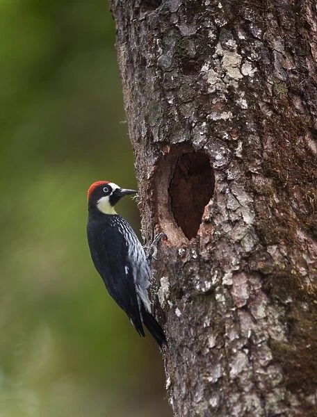 Acorn Woodpecker Melanerpes formicivorus Savegre Costa Rica