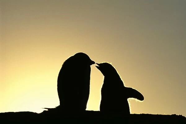 Adelie Penguin, Pygoscelis adeliae, chicks begging for food, silhouetted at dawn