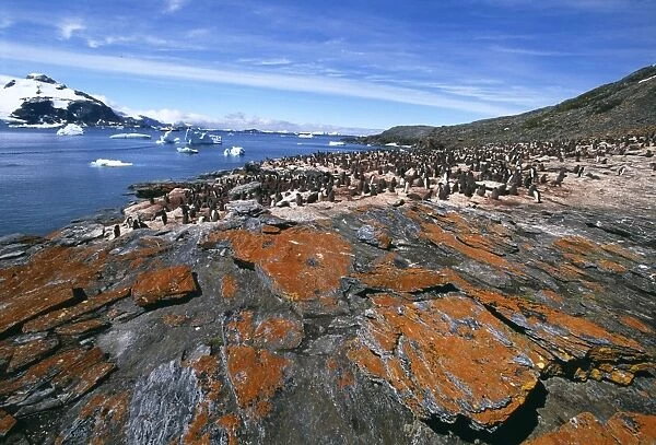 Adelie Penguin, Pygoscelis adeliae, colony at Shingle Cove, Livingston Island, Antarctica