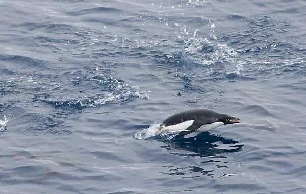 Adelie Penguin Pygoscelis adeliae porpoising Weddell Sea Antarctica November