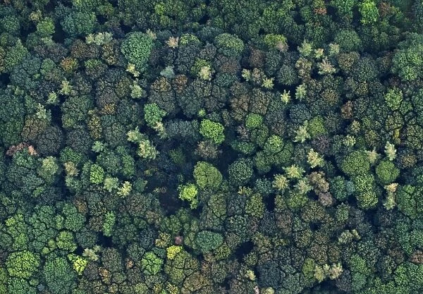 Aerial view of a mixed broadleaved wood in autumn Norfolk