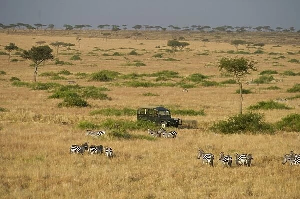 Aerial view of Plains Zebra Equus quagga and Safari vehicle Masai Mara Kenya