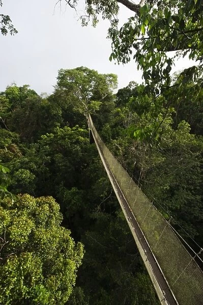 Aerial walkway through Rainforest canopy Exploramo Lodge Iquitos Region River Amazon Peru