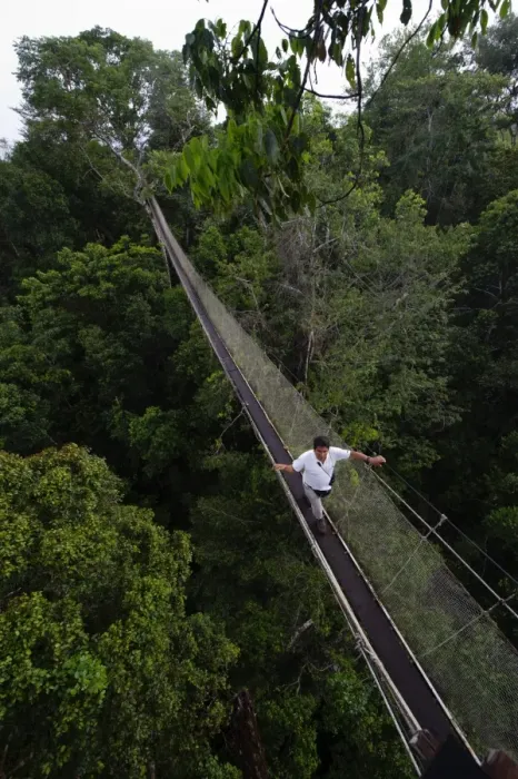 Framed Print : Aerial walkway through Rainforest canopy Exploramo Lodge Iquitos Region River Amazon Peru Framed Print : Aerial walkway through Rainforest canopy Exploramo Lodge Iquitos Region River Amazon Peru