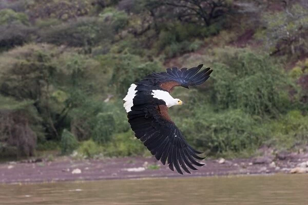 African Fish Eagle Hallaeetus vocifer Lake Baringo Kenya Africa