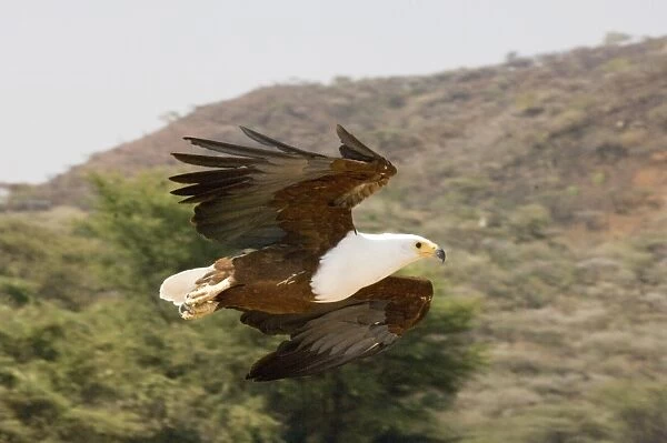 African Fish Eagle Hallaeetus vocifer Lake Baringo Kenya Africa