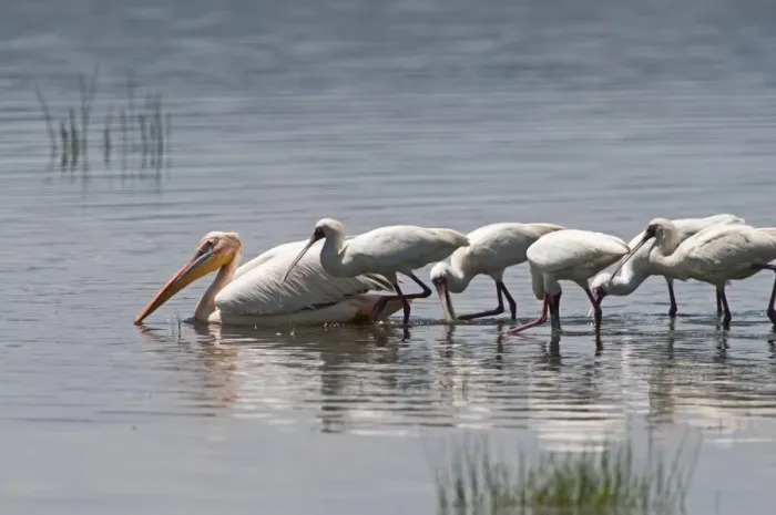 Framed Print : African Spoonbills Platalea alba feeding behind a Great White Pelican Pelecanus onocrotalus Framed Print : African Spoonbills Platalea alba feeding behind a Great White Pelican Pelecanus onocrotalus