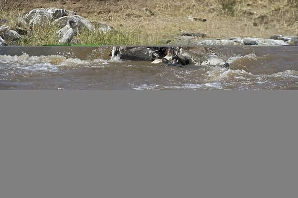 African White-backed Vulture Gyps africanus feeding on carcass in Mara River Masai