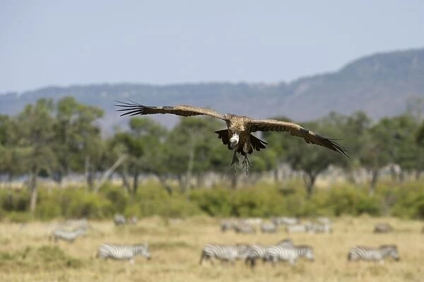 African White-backed Vulture Gyps africanus Masai Mara Kenya