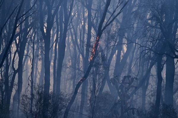 Aftermath of a bush fire near Charter Towers Queensland Australia