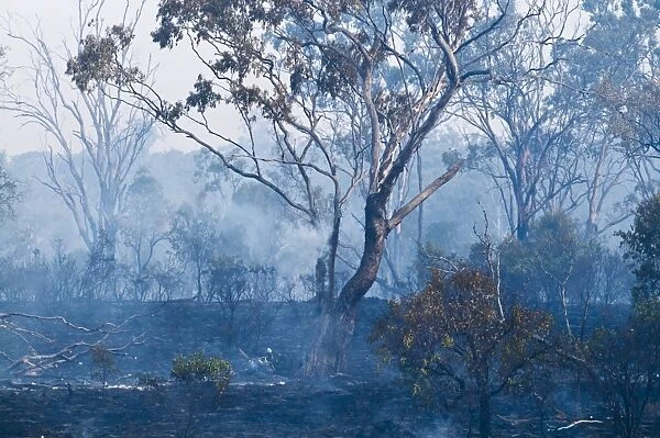 Aftermath of a bush fire near Charter Towers Queensland Australia