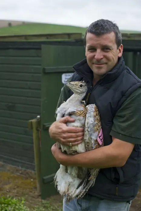 Framed Print : Al Dawes of the Great Bustard Group with a Great Bustard Otis tarda in preparation Framed Print : Al Dawes of the Great Bustard Group with a Great Bustard Otis tarda in preparation