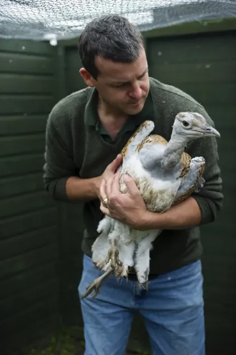 Framed Print : Al Dawes of the Great Bustard Group with a Great Bustard Otis tarda in preparation Framed Print : Al Dawes of the Great Bustard Group with a Great Bustard Otis tarda in preparation