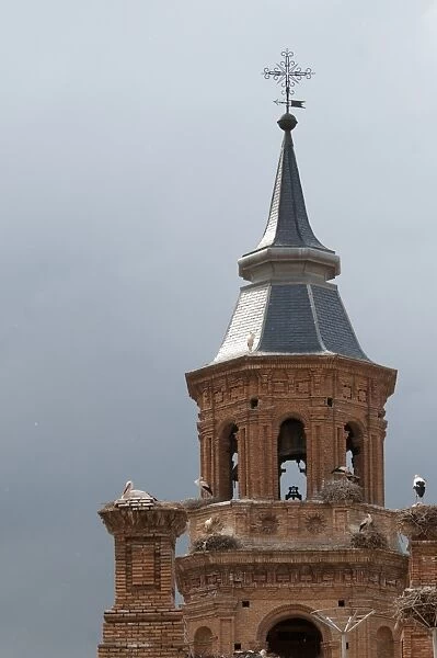Alfaro Cathedral with White Stork colony Alfaro Spain