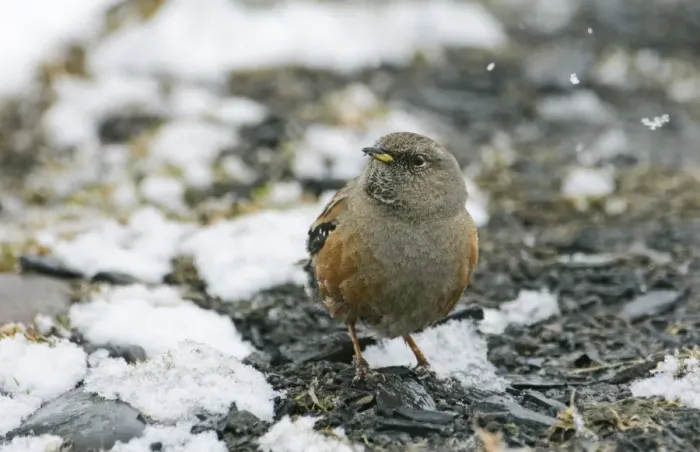 Framed Print : Alpine Accentor Prunella collaris Greater Caucasus Georgia spring