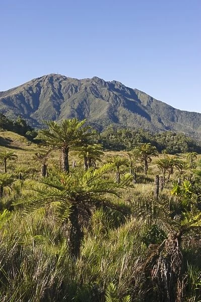 Alpine grassland and Cycads at 9000 ft at Tari Gap in Southern Highlands Papua New Guinea