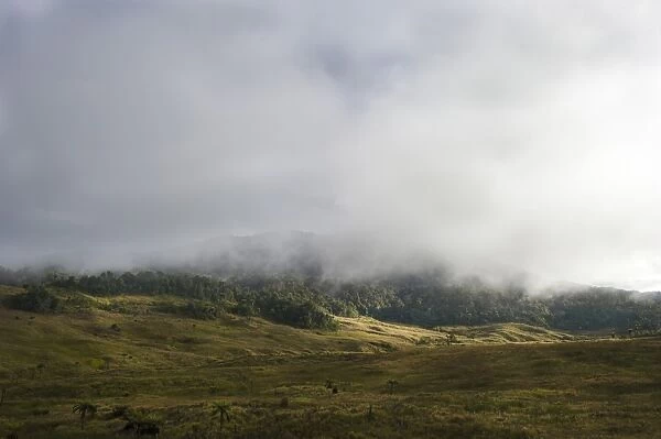 Alpine grassland and forest at Tari Gap at 9000 ft in Southern Highlands Papua New Guinea