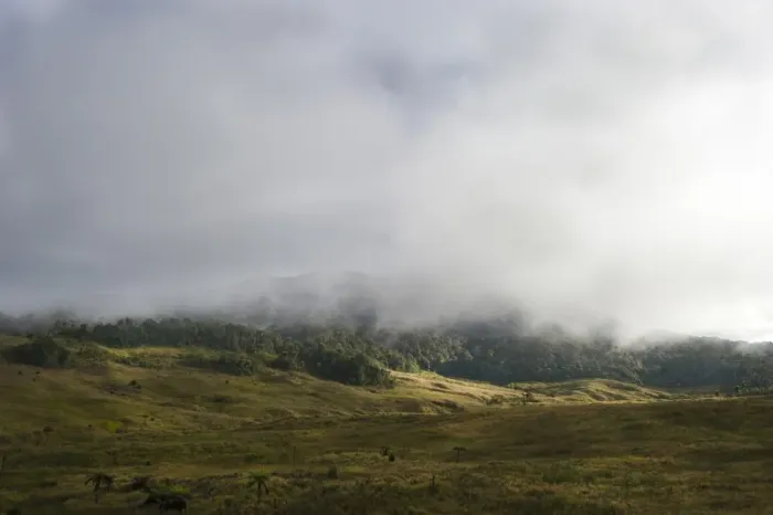 Framed Print : Alpine grassland and forest at Tari Gap at 9000 ft in Southern Highlands Papua New Guinea Framed Print : Alpine grassland and forest at Tari Gap at 9000 ft in Southern Highlands Papua New Guinea